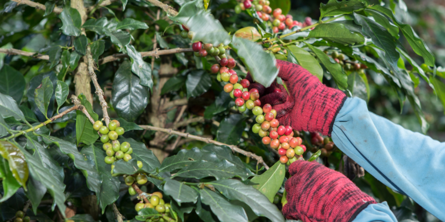 كوفدار | COFDAR | مزارع القهوة: رحلة إلى جذور النكهة
