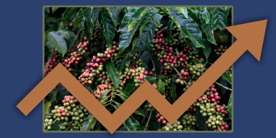 كوفدار | COFDAR | تقرير سوق القهوة العالمي – أغسطس 2025