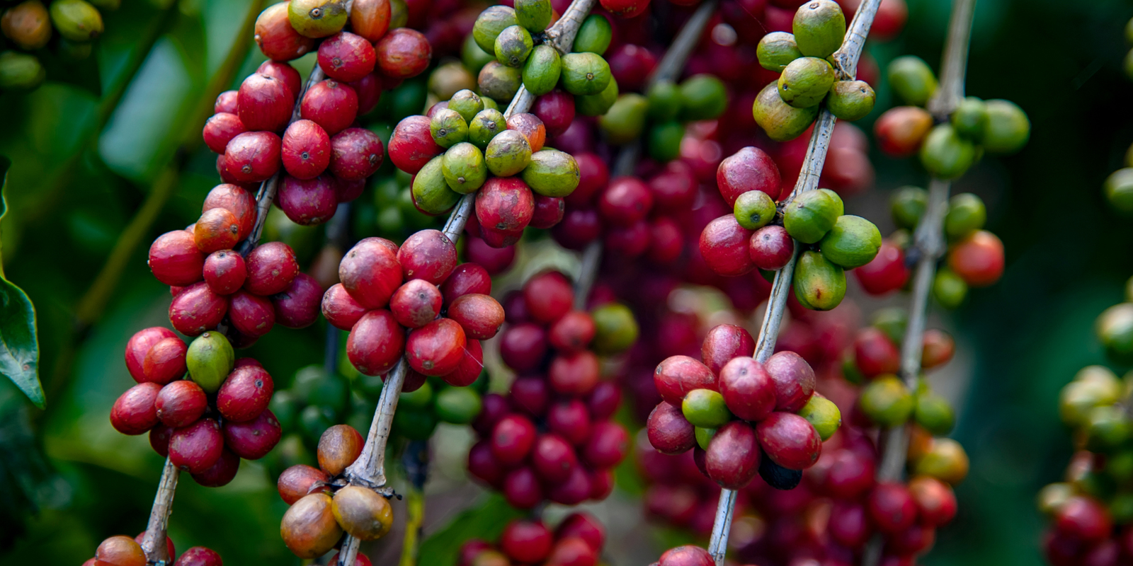 كوفدار | COFDAR | كوفدار دايركت