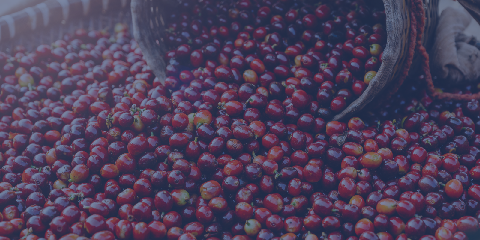 كوفدار | COFDAR | كوفدار دايركت