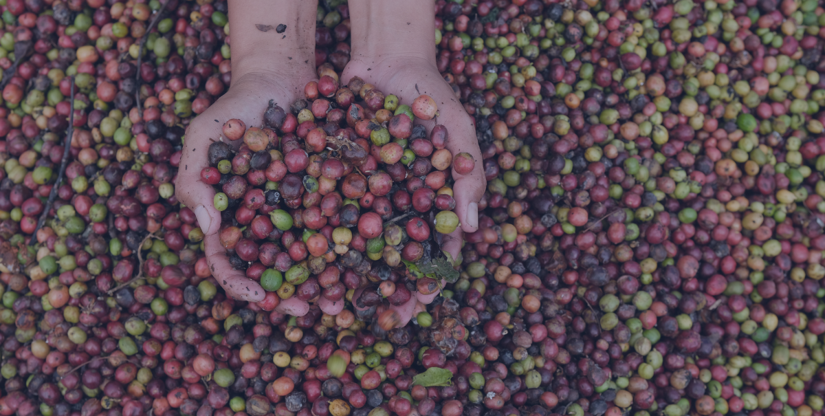 كوفدار | COFDAR | الدليل المهني لطرق معالجة القهوة الخضراء