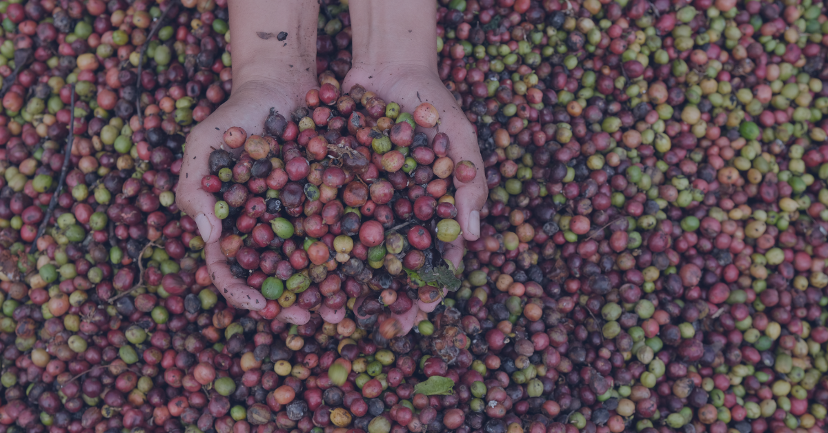 كوفدار | COFDAR |