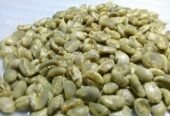 Arabica coffee /Robusta coffee bean