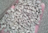 Arabica coffee /Robusta coffee bean