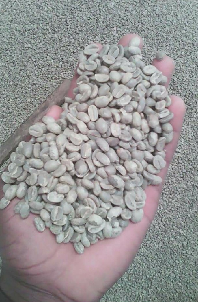Arabica coffee /Robusta coffee bean