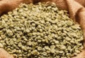 Arabica coffee /Robusta coffee bean