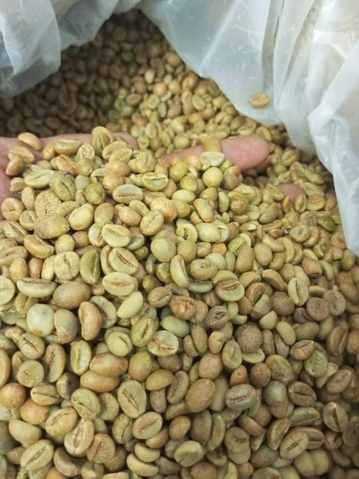 Arabica coffee /Robusta coffee bean