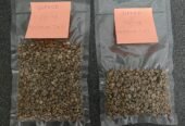 Coffee Beans – Robusta & Arabica