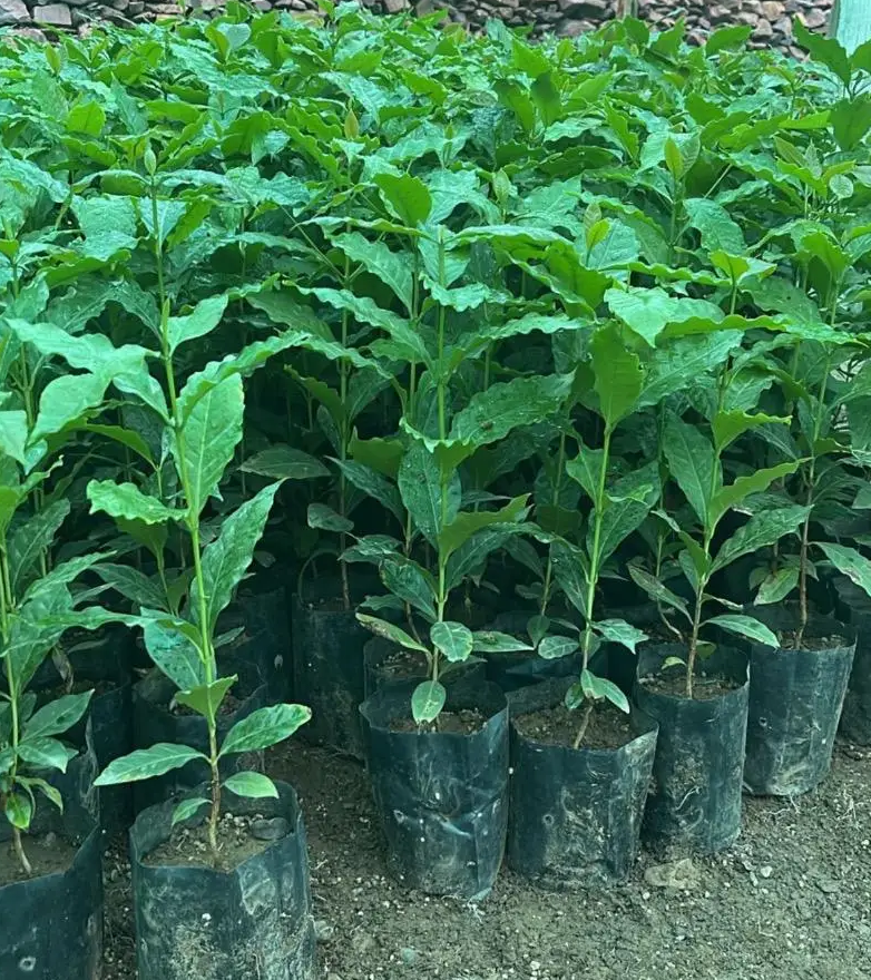 شتلات أشجار بن (القهوة) للبيع