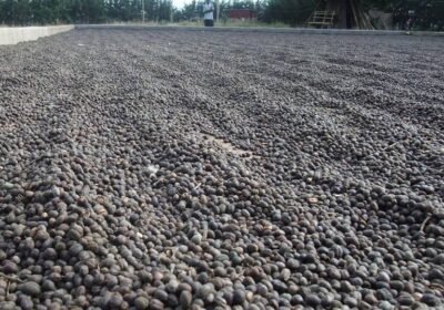كوفدار | COFDAR |