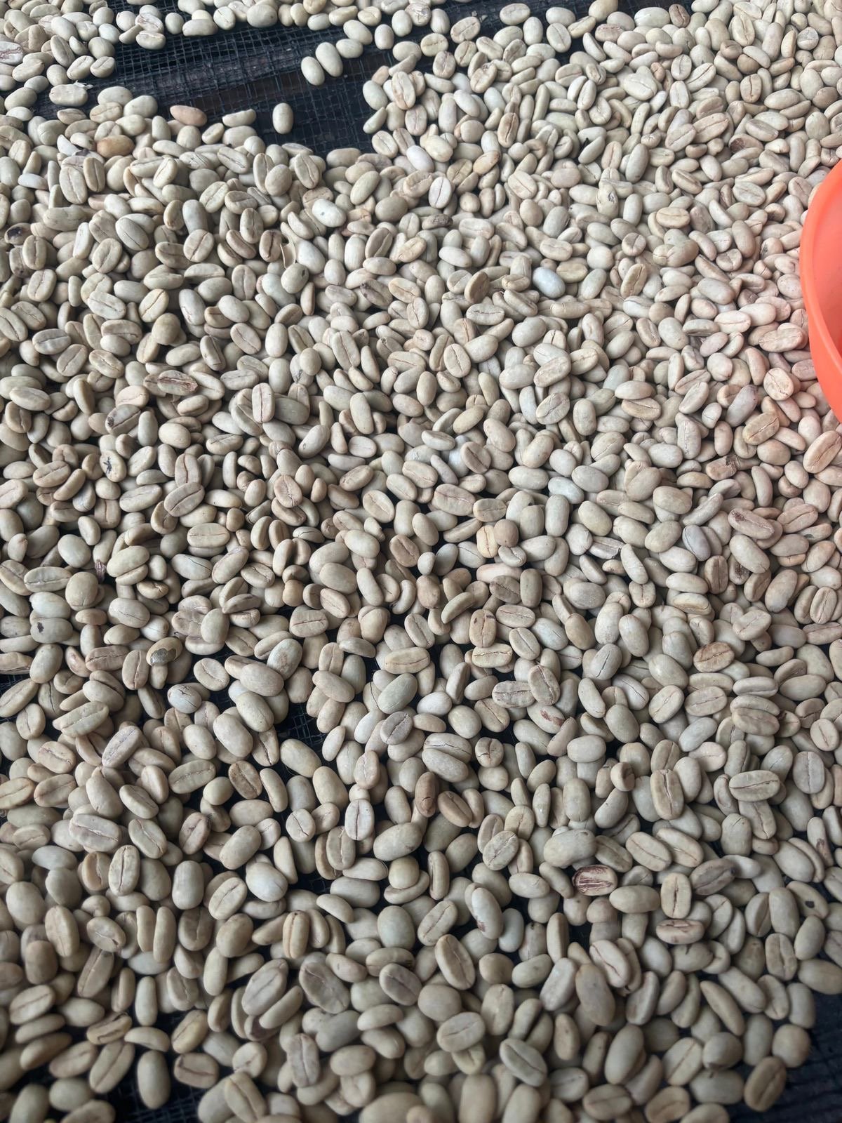Arabica Gayo Beans