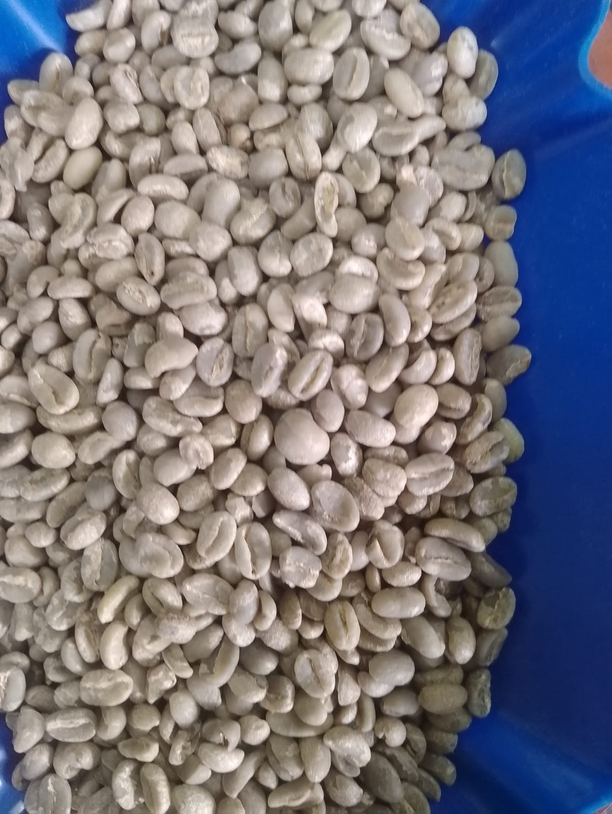 Kenya Specialty Arabica Green Coffee – Grades AA, AB, PB,