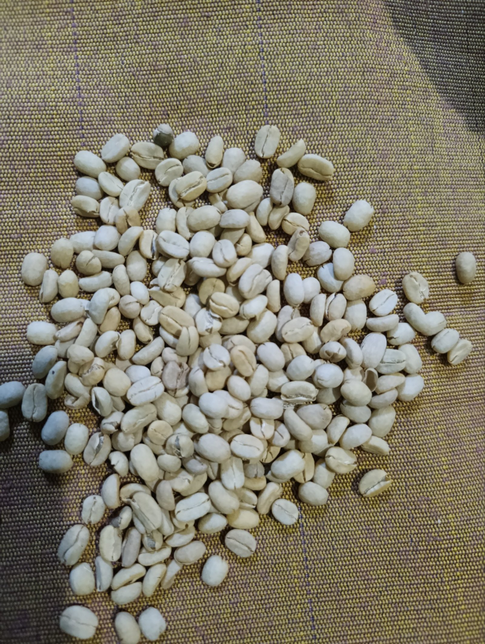 Premium Ethiopian Kaffa Grade 2 Organic Green Coffee Beans – Direct Farm Origin