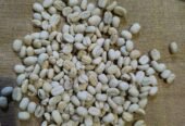 Premium Ethiopian Kaffa Grade 2 Organic Green Coffee Beans – Direct Farm Origin