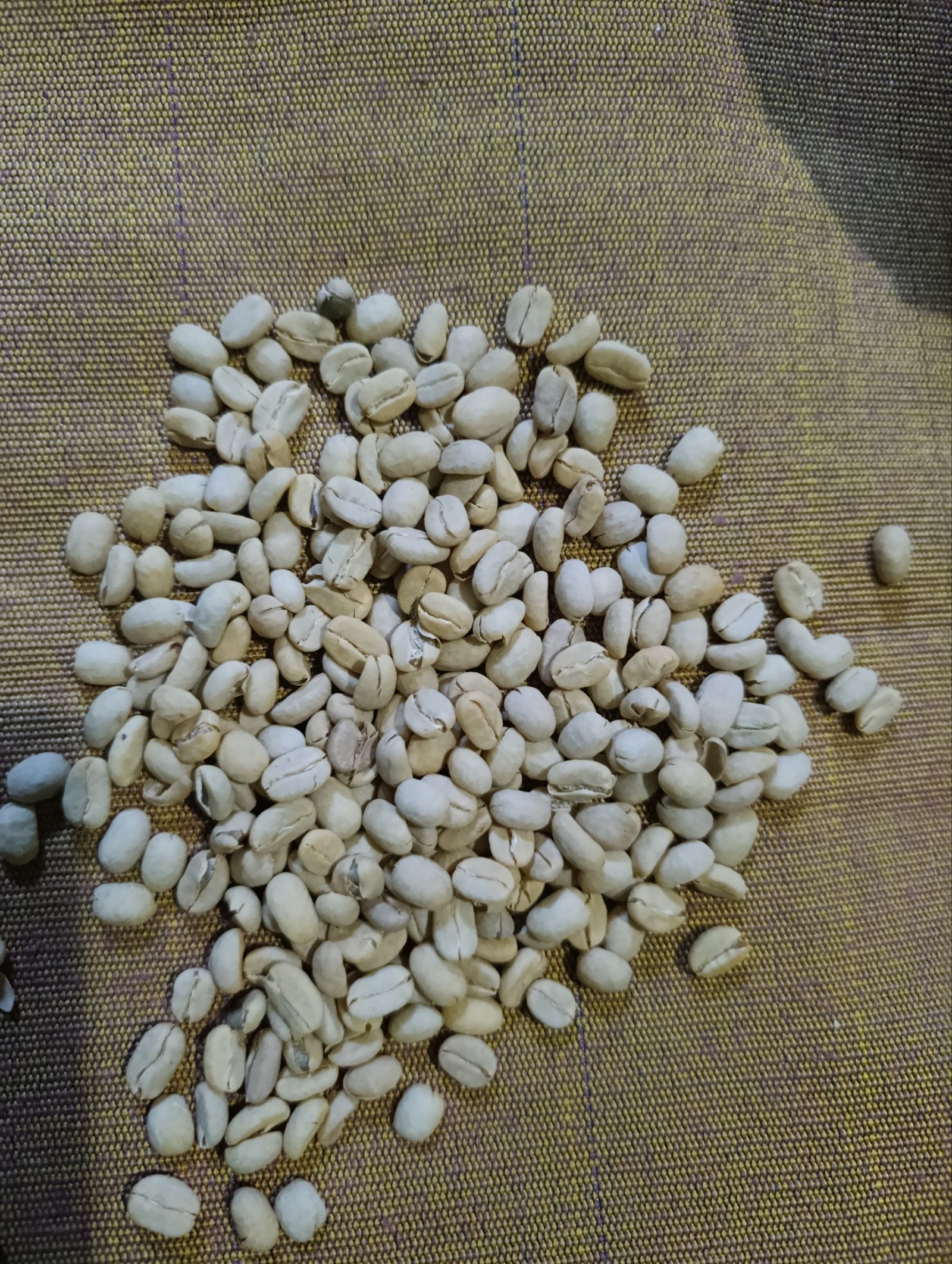 Premium Ethiopian Kaffa Grade 2 Organic Green Coffee Beans – Direct Farm Origin