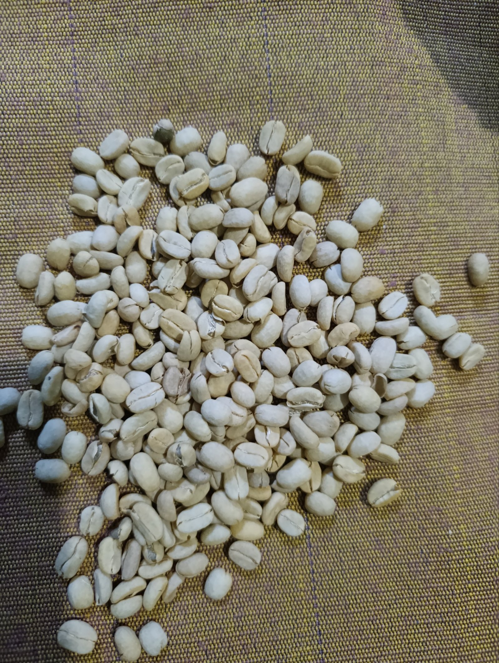 Premium Ethiopian Kaffa Grade 2 Organic Green Coffee Beans – Direct Farm Origin