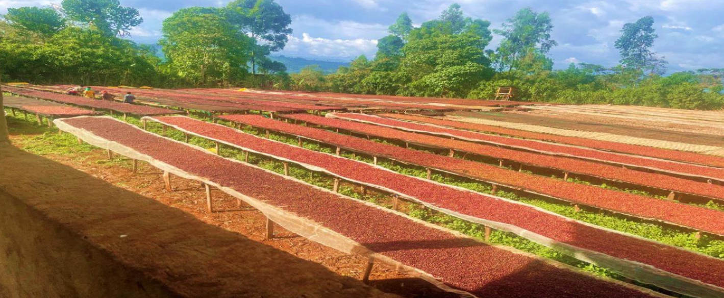 Natural G1 Ethiopia Arabica Green Coffee