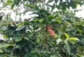 Specialty Single Origin Mount Puntang Java Preanger Natural