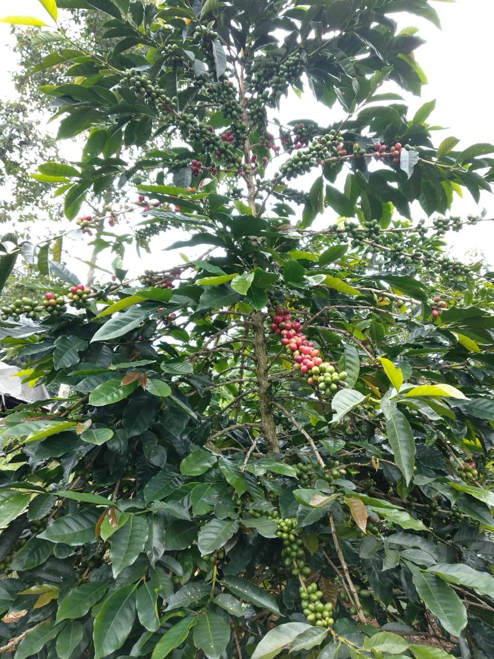 Specialty Single Origin Mount Puntang Java Preanger Natural