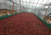 Specialty Single Origin Mount Puntang Java Preanger Natural