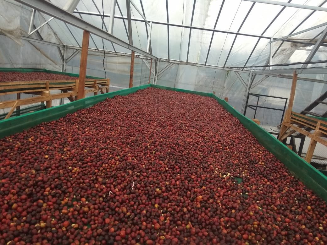 Specialty Single Origin Mount Puntang Java Preanger Natural