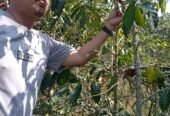 Specialty Single Origin Mount Puntang Java Preanger Natural